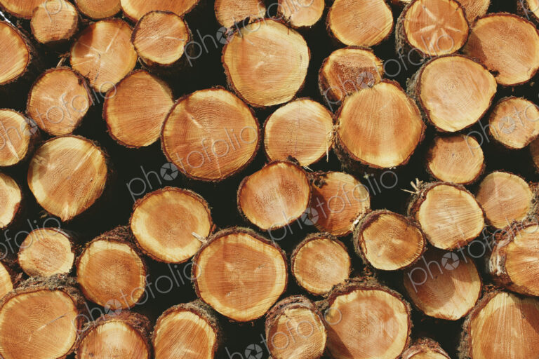 Stacked logs, freshly logged spruce, hemlock and fir trees