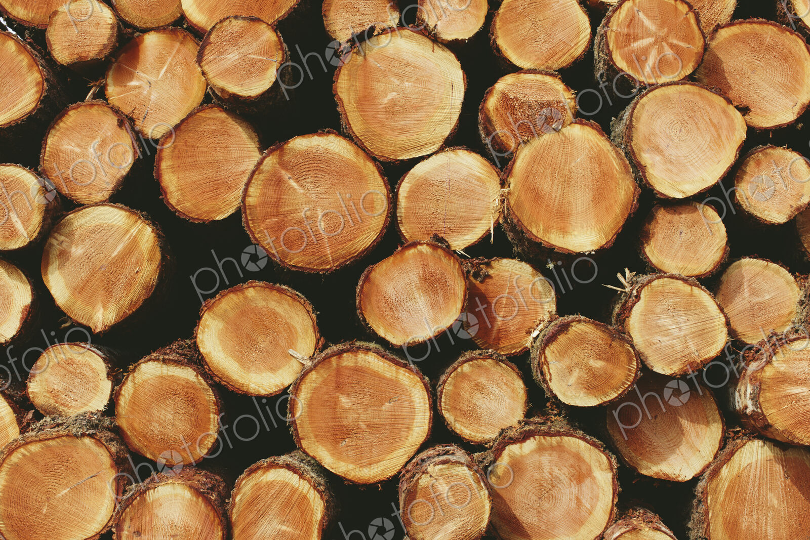 Stacked logs, freshly logged spruce, hemlock and fir trees