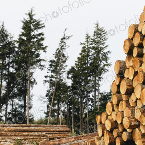Stacked logs, freshly logged spruce, hemlock and fir trees