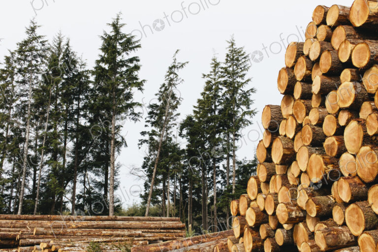 Stacked logs, freshly logged spruce, hemlock and fir trees