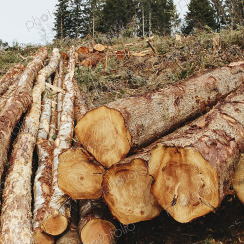 Stacked logs, freshly logged spruce, hemlock and fir trees