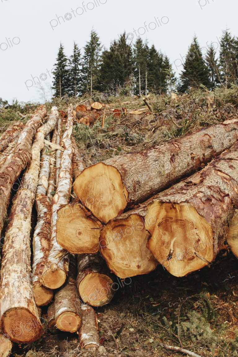 Stacked logs, freshly logged spruce, hemlock and fir trees