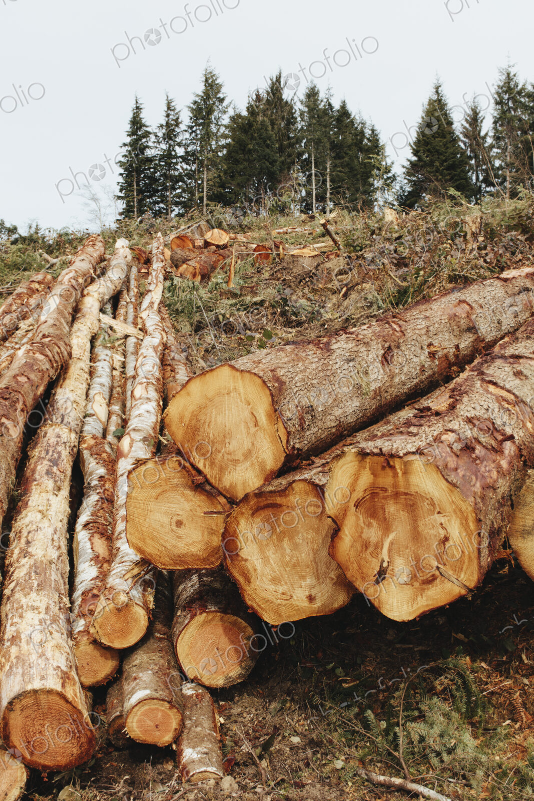 Stacked logs, freshly logged spruce, hemlock and fir trees