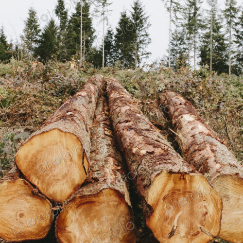 Stacked logs, freshly logged spruce, hemlock and fir trees