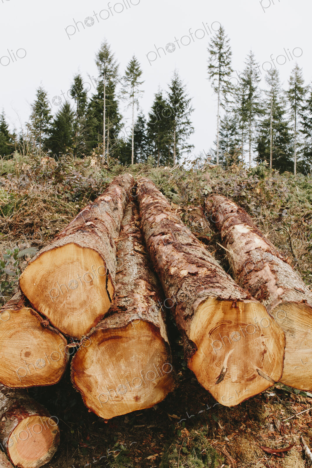 Stacked logs, freshly logged spruce, hemlock and fir trees