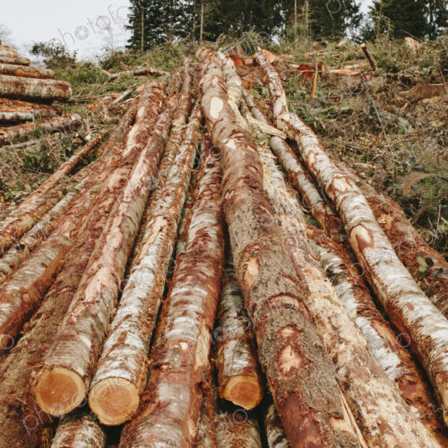 Stacked logs, freshly logged spruce, hemlock and fir trees