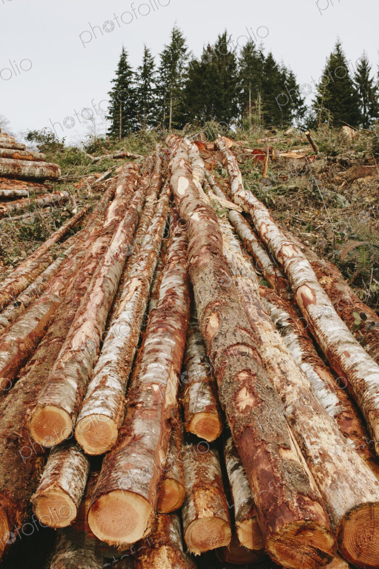 Stacked logs, freshly logged spruce, hemlock and fir trees