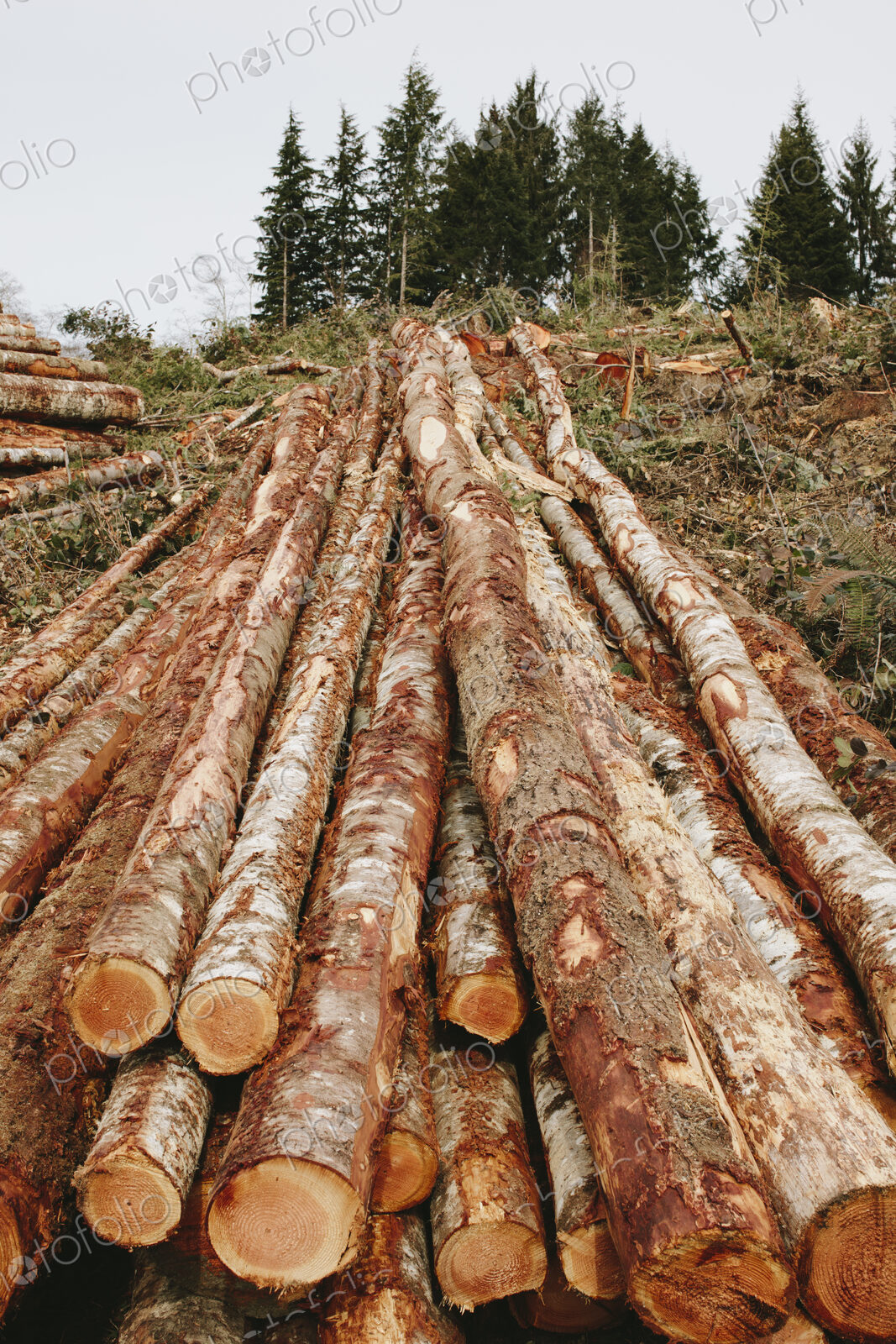 Stacked logs, freshly logged spruce, hemlock and fir trees