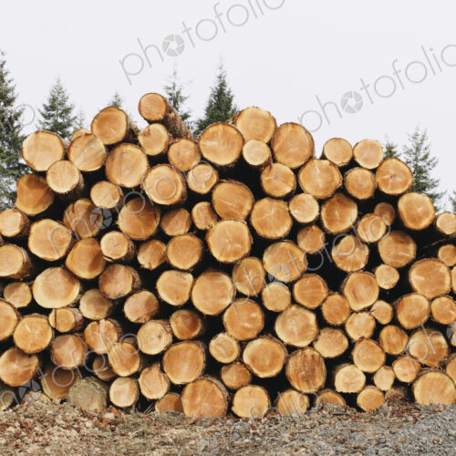 Stacked logs, freshly logged spruce, hemlock and fir trees