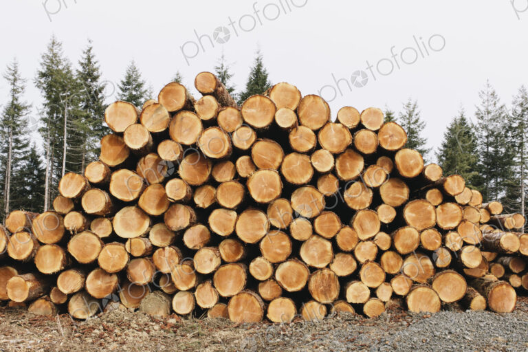 Stacked logs, freshly logged spruce, hemlock and fir trees