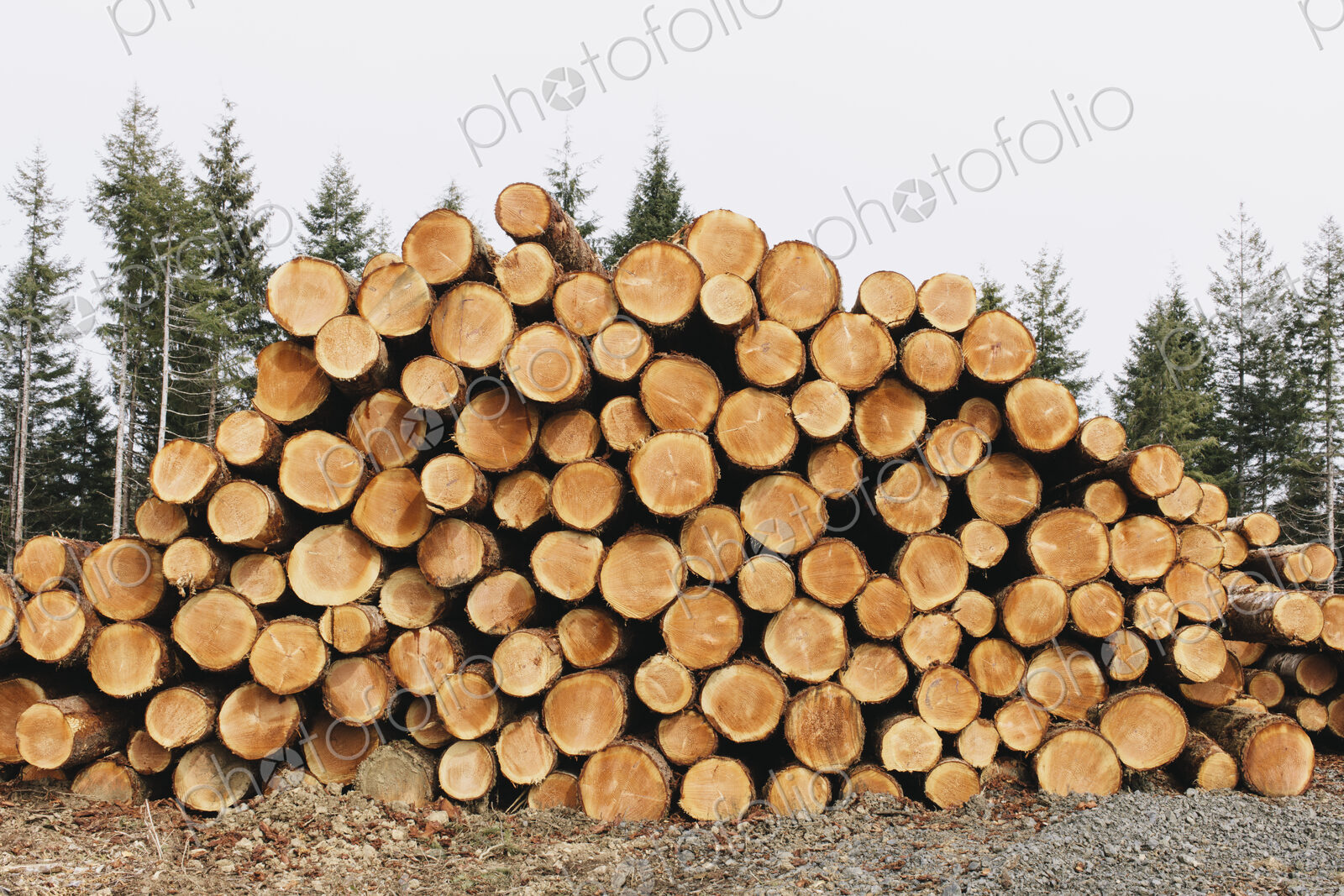 Stacked logs, freshly logged spruce, hemlock and fir trees