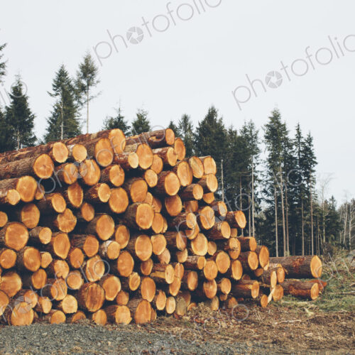 Stacked logs, freshly logged spruce, hemlock and fir trees