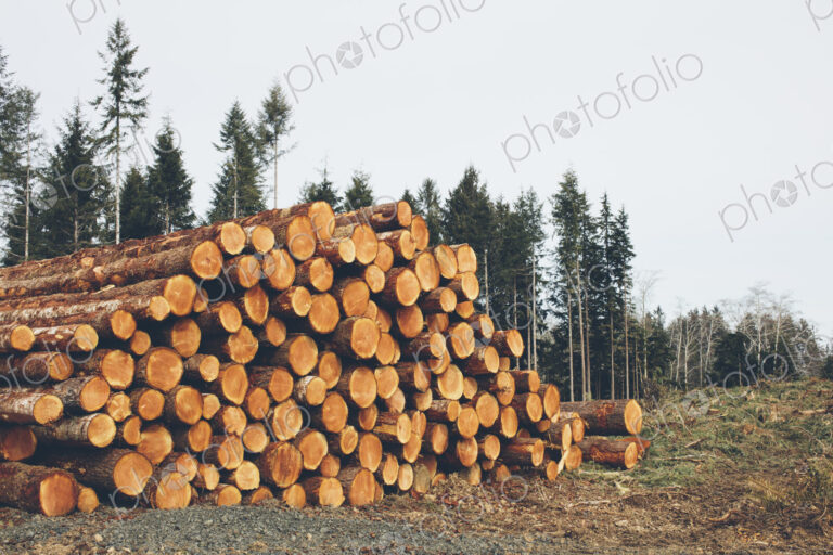 Stacked logs, freshly logged spruce, hemlock and fir trees