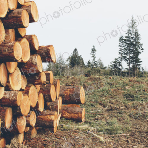Stacked logs, freshly logged spruce, hemlock and fir trees