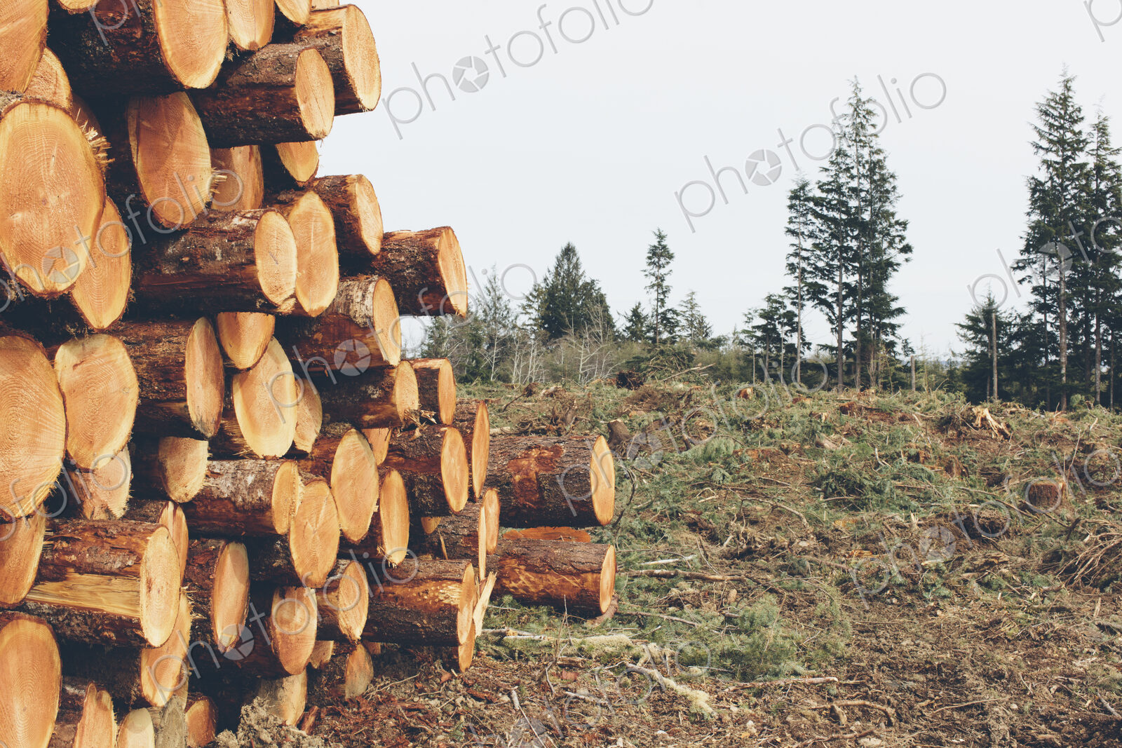 Stacked logs, freshly logged spruce, hemlock and fir trees