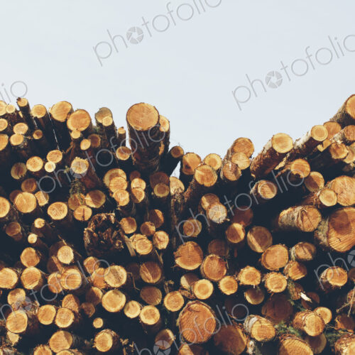 Stacked logs, freshly logged spruce, hemlock and fir trees