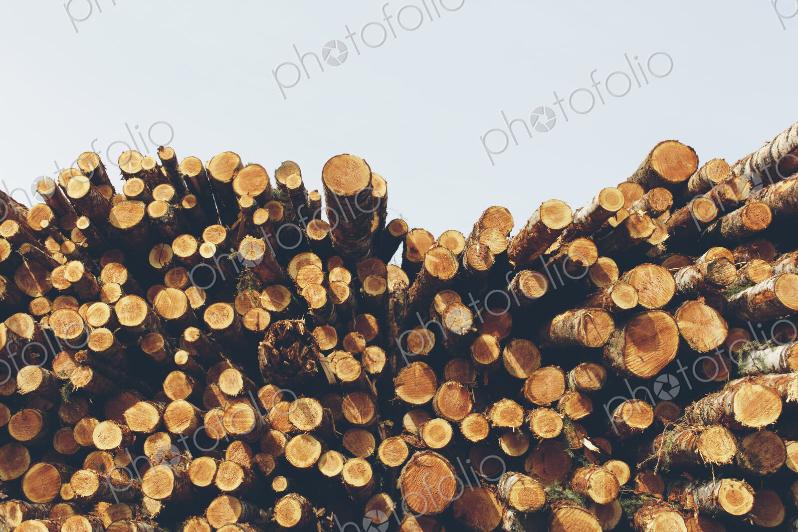 Stacked logs, freshly logged spruce, hemlock and fir trees
