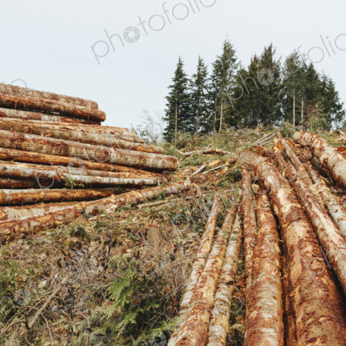 Stacked logs from clearcutting in the Pacific Northwest, Washington
