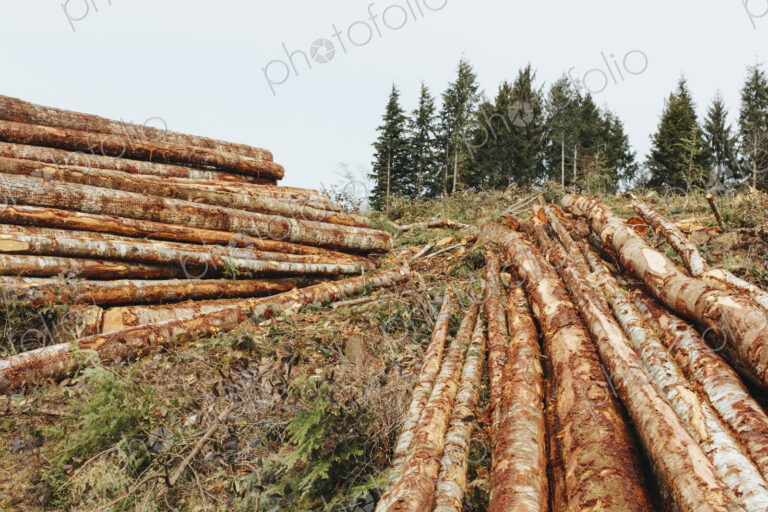 Stacked logs from clearcutting in the Pacific Northwest, Washington