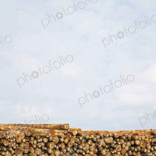 Stacks of freshly cut logs Stacks of freshly cut logs