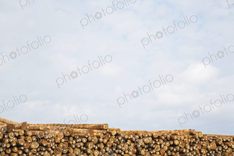 Stacks of freshly cut logs