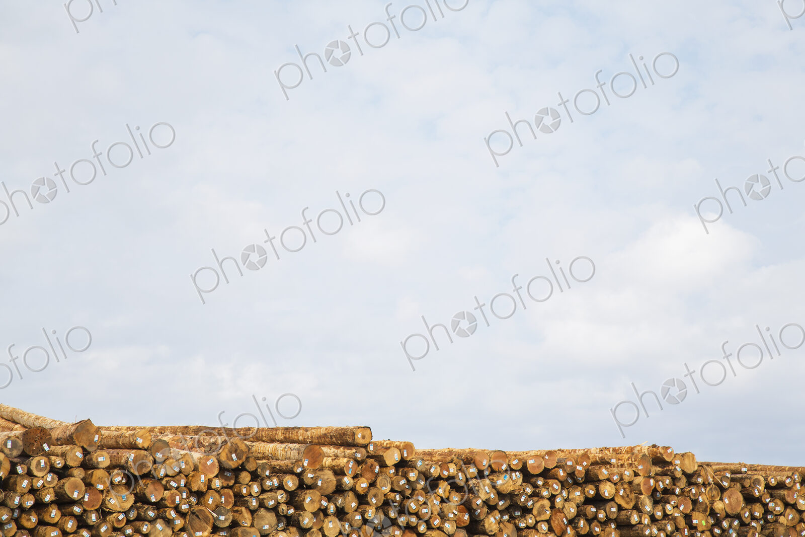 Stacks of freshly cut logs