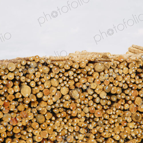 Stacks of freshly cut logs Stacks of freshly cut logs