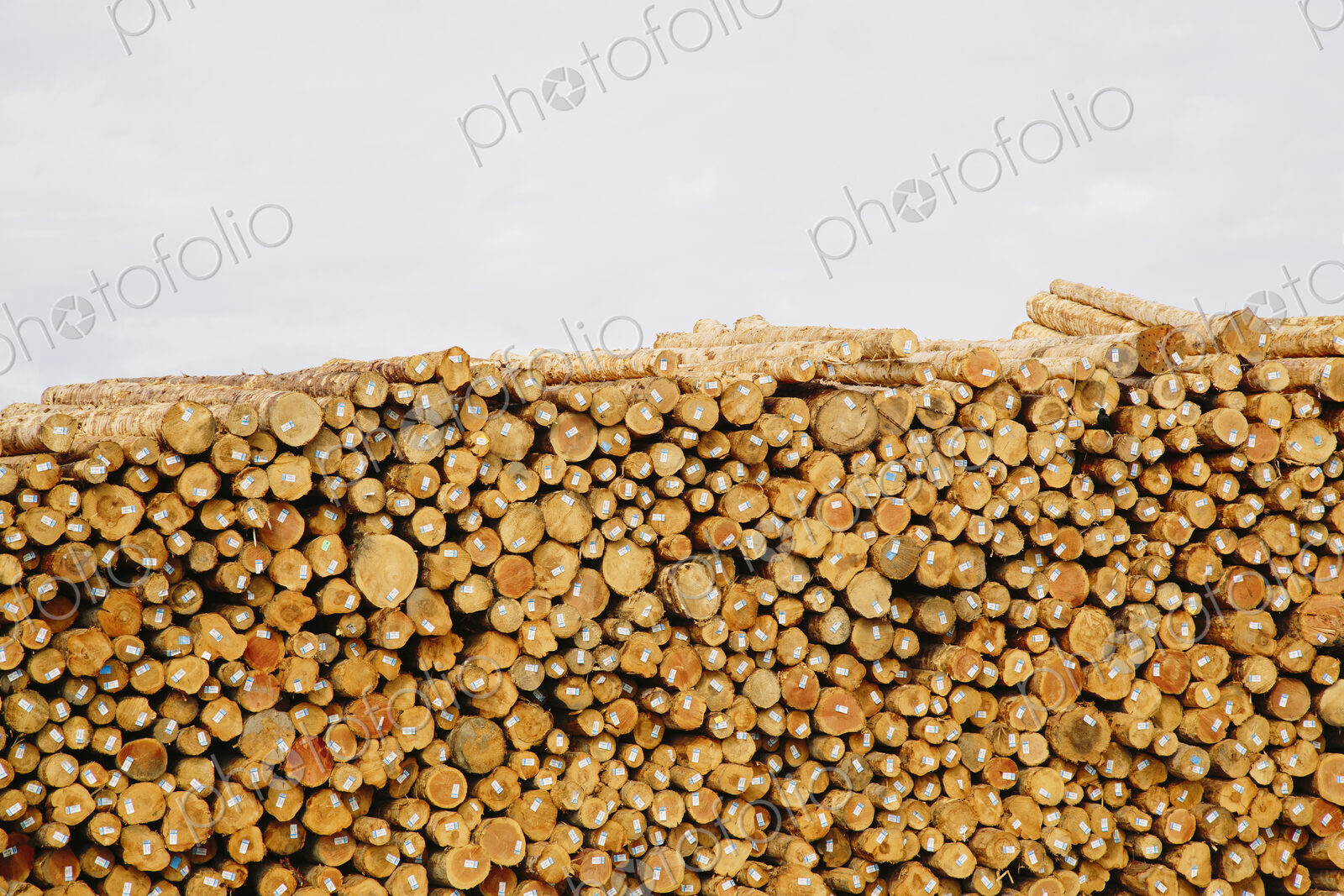 Stacks of freshly cut logs