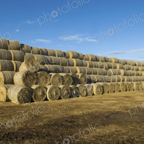 Stacks of round bales of straw in a field, after harvest. Stacks of round bales of straw in a field, after harvest.