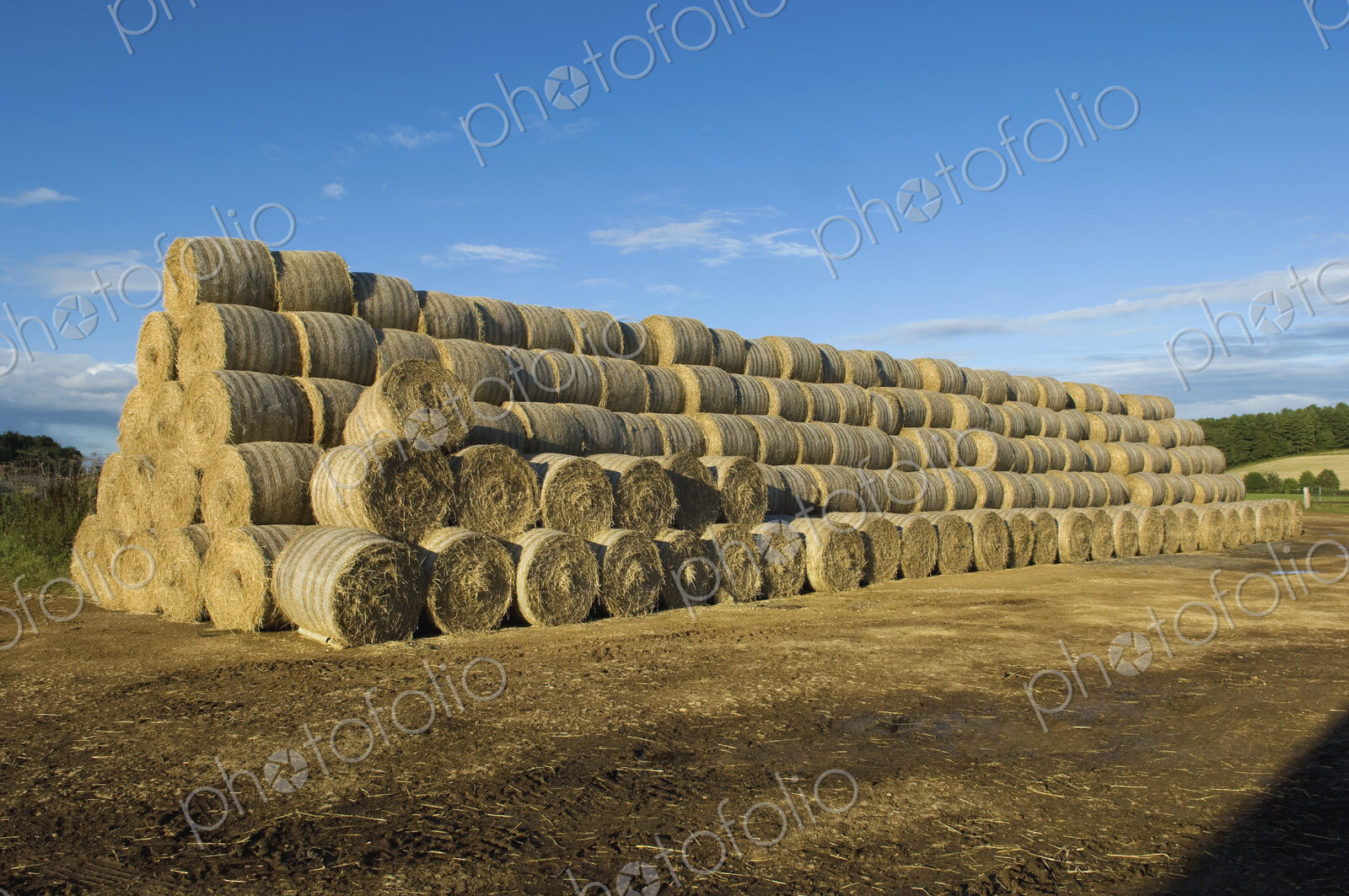 Stacks of round bales of straw in a field, after harvest.