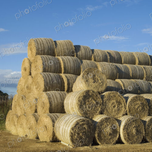 Stacks of round bales of straw in a field, after harvest. Stacks of round bales of straw in a field, after harvest.