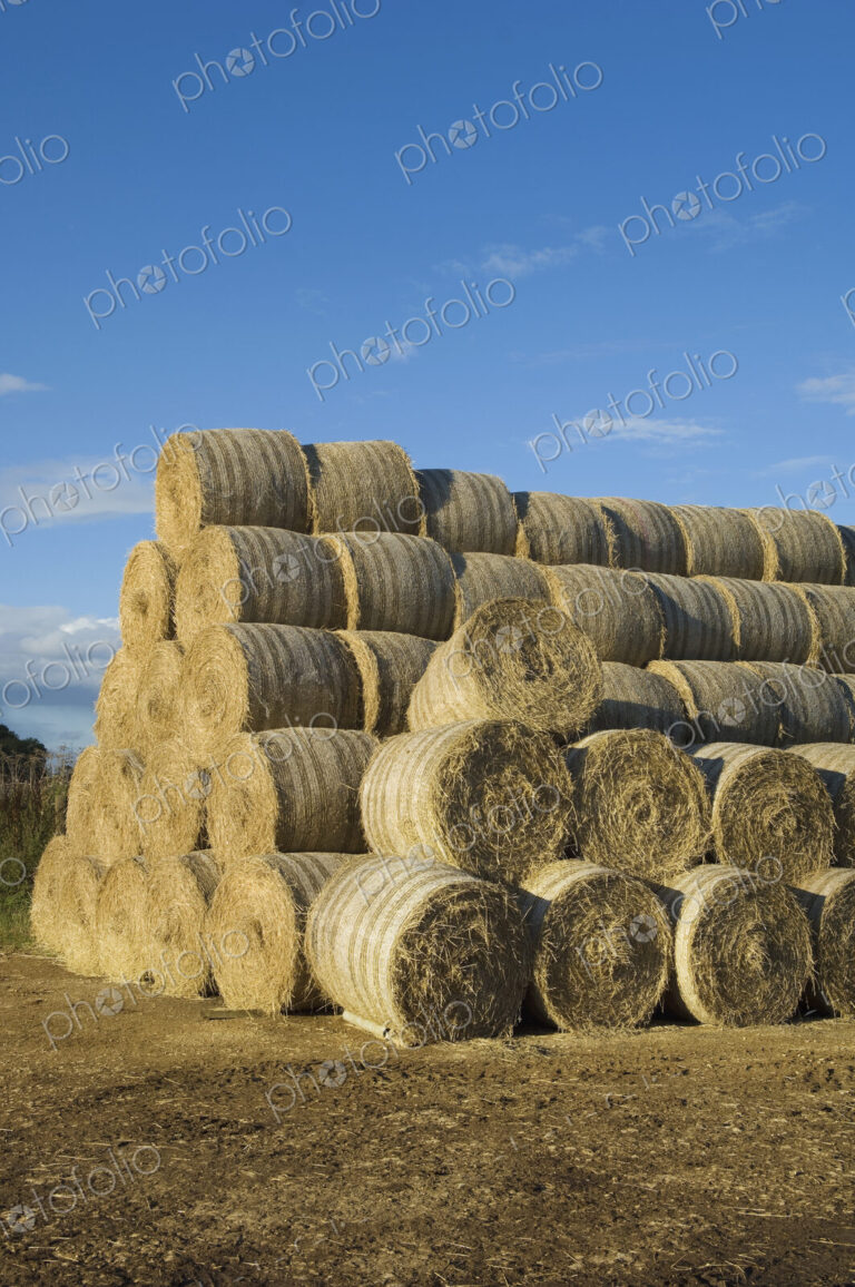 Stacks of round bales of straw in a field, after harvest.