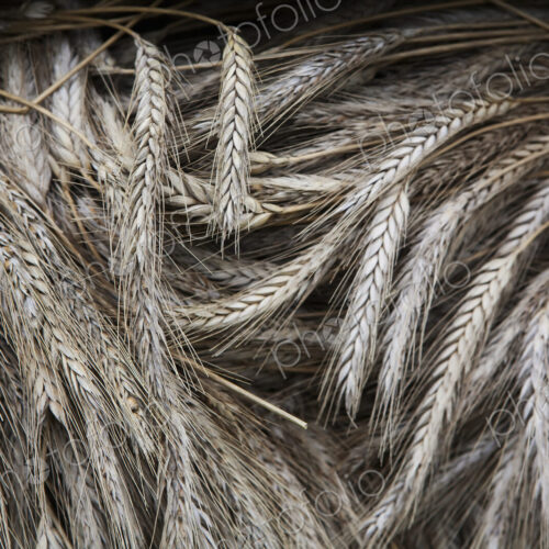 Stalks of cut dried barley with seed heads which are used in traditional thatching… Stalks of cut dried barley with seed heads which are used in traditional thatching…