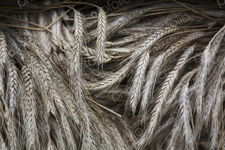 Stalks of cut dried barley with seed heads which are used in traditional thatching…