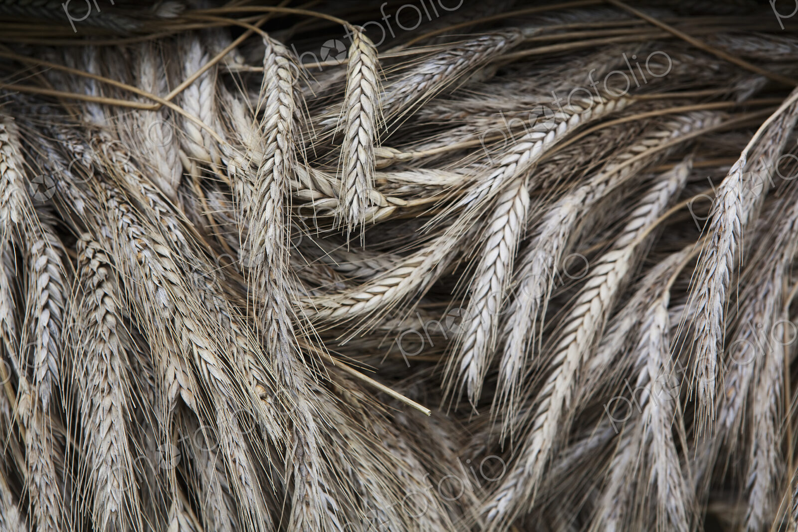 Stalks of cut dried barley with seed heads which are used in traditional thatching…