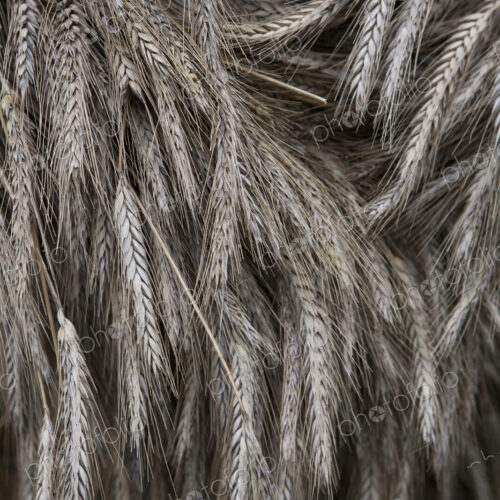 Stalks of cut dried barley with seed heads which are used in traditional thatching… Stalks of cut dried barley with seed heads which are used in traditional thatching…