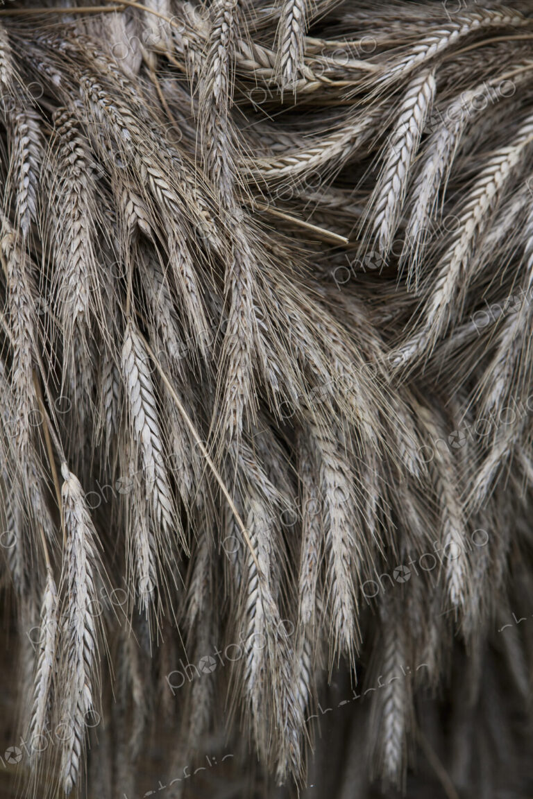Stalks of cut dried barley with seed heads which are used in traditional thatching…