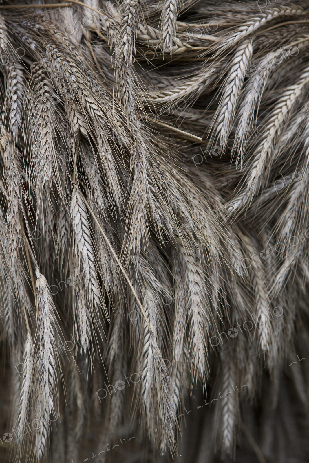 Stalks of cut dried barley with seed heads which are used in traditional thatching…