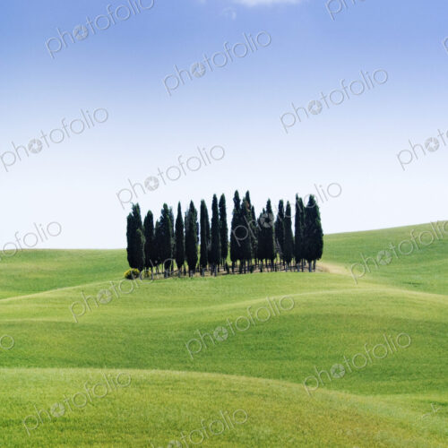 Stand of Cypress Trees in Rolling Meadow Stand of Cypress Trees in Rolling Meadow