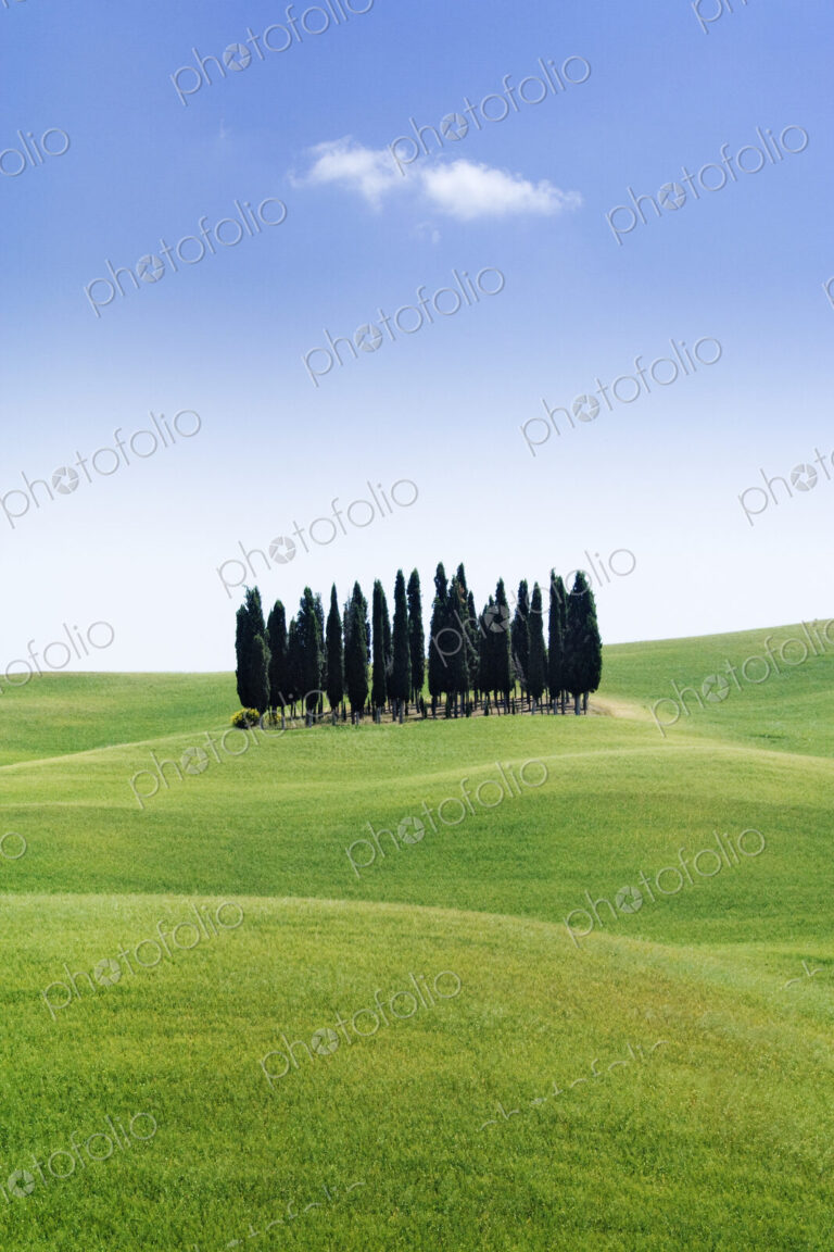 Stand of Cypress Trees in Rolling Meadow