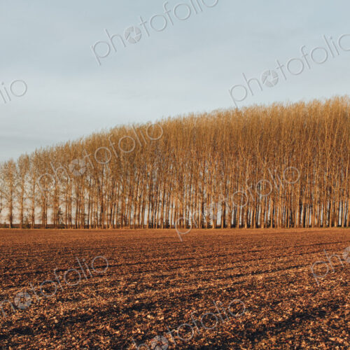 Stand of commercially grown poplar trees