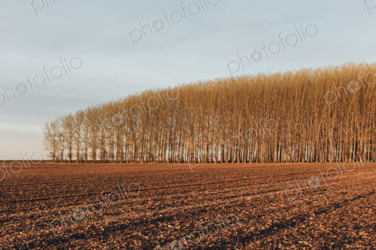 Stand of commercially grown poplar trees