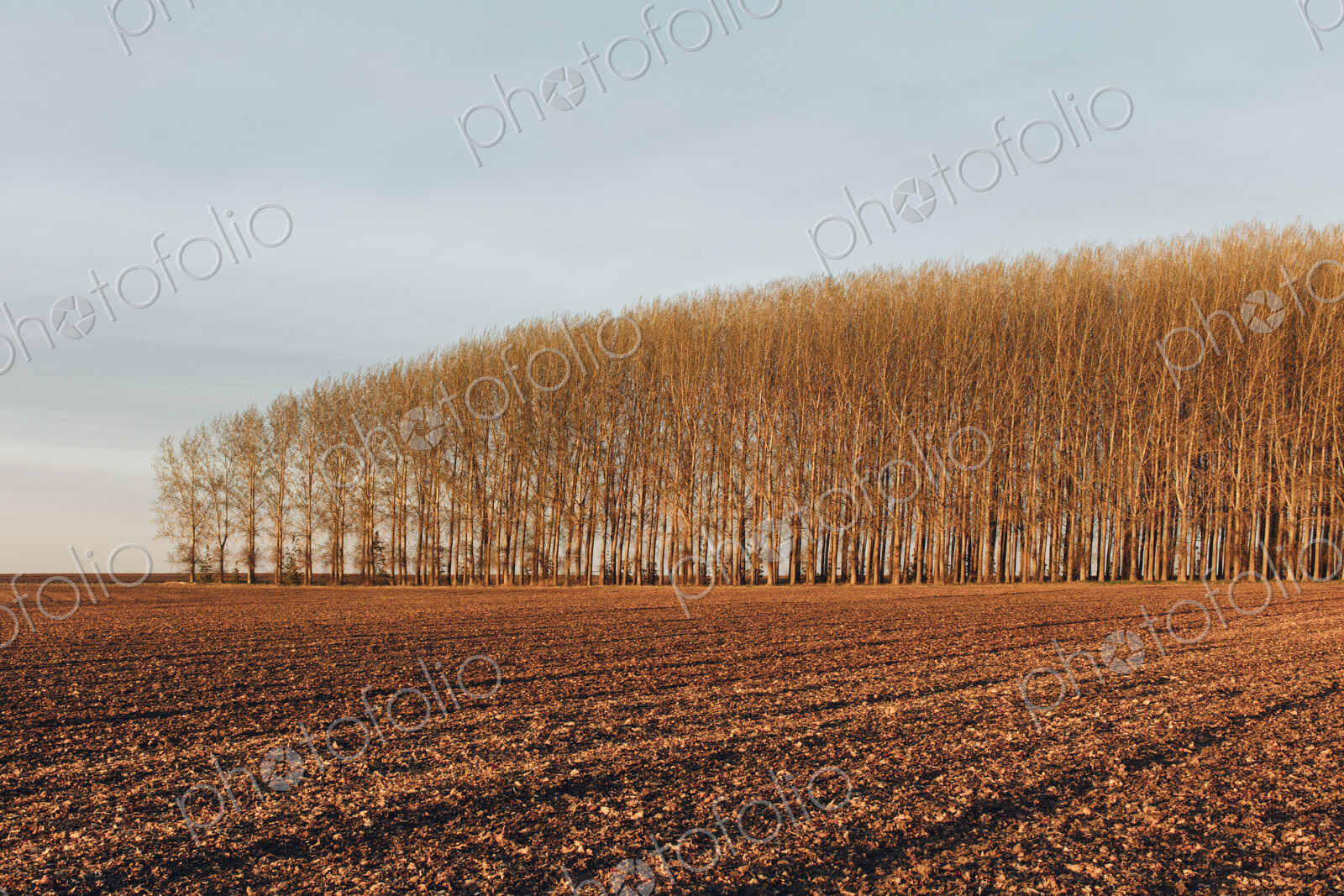 Stand of commercially grown poplar trees