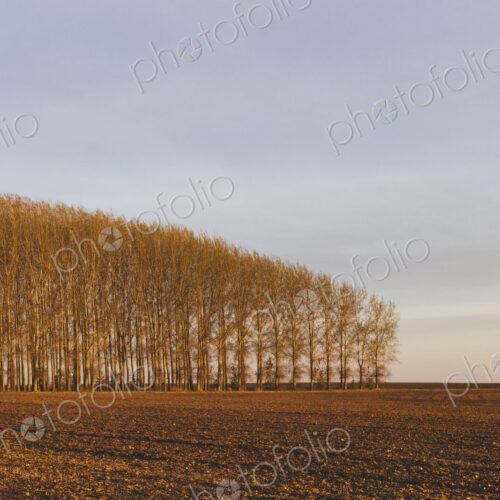 Stand of commercially grown poplar trees