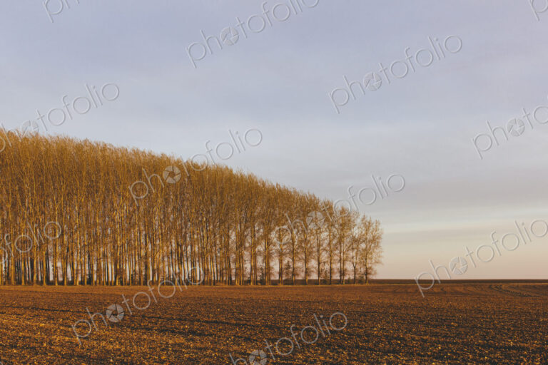 Stand of commercially grown poplar trees