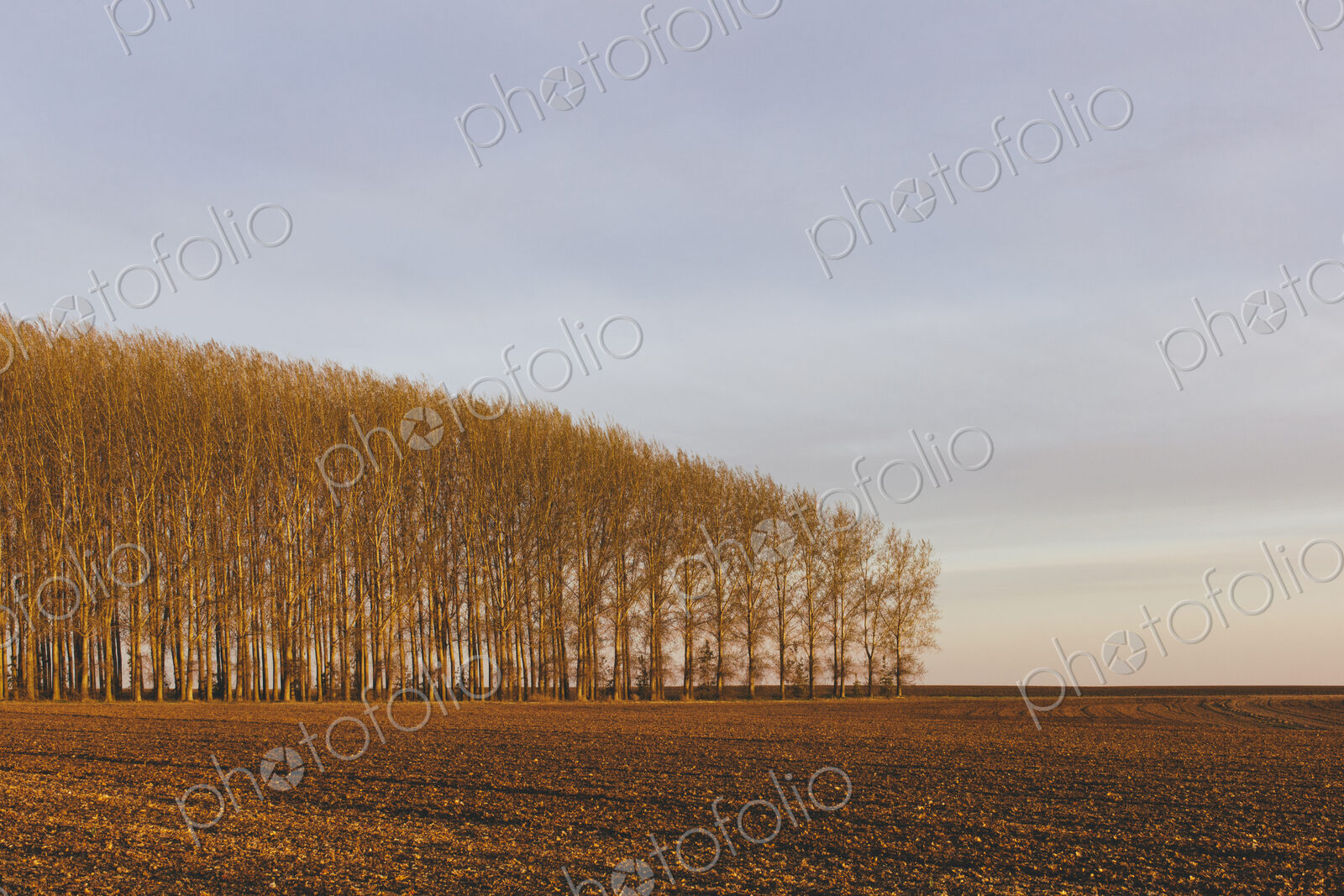 Stand of commercially grown poplar trees