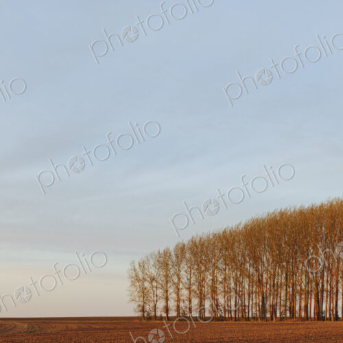 Stand of commercially grown poplar trees