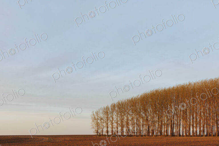 Stand of commercially grown poplar trees