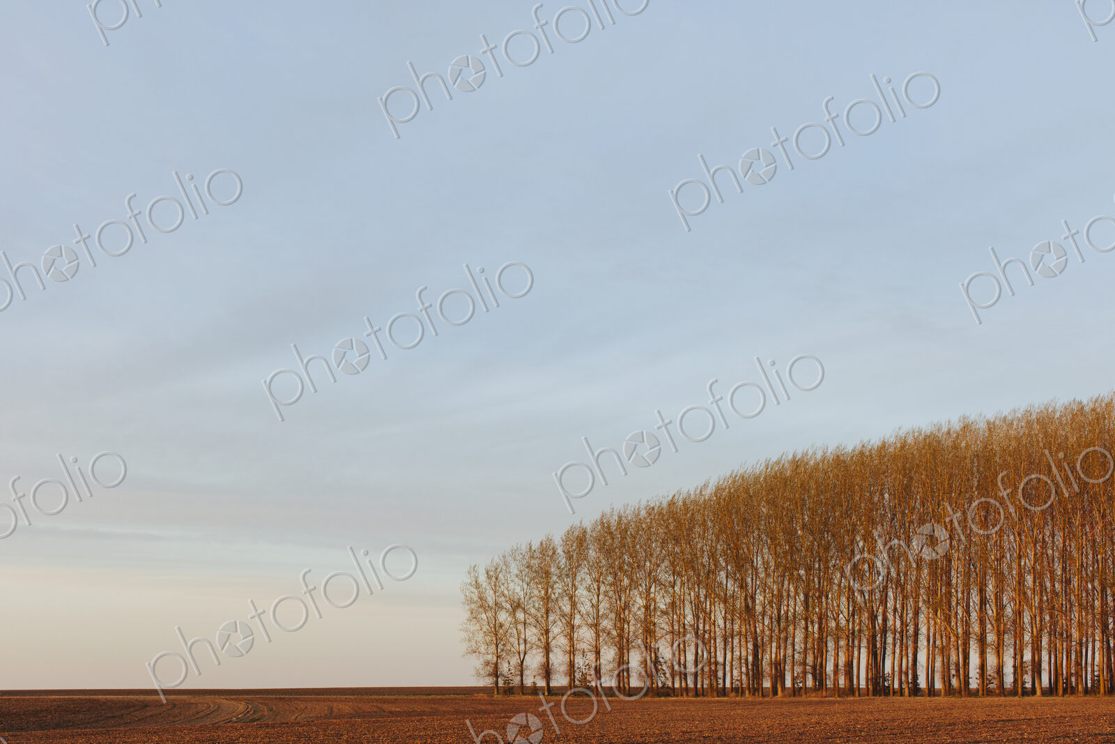 Stand of commercially grown poplar trees