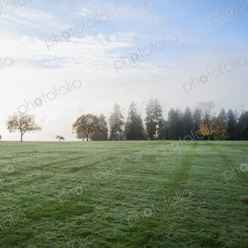 Stanley Park in the early morning.